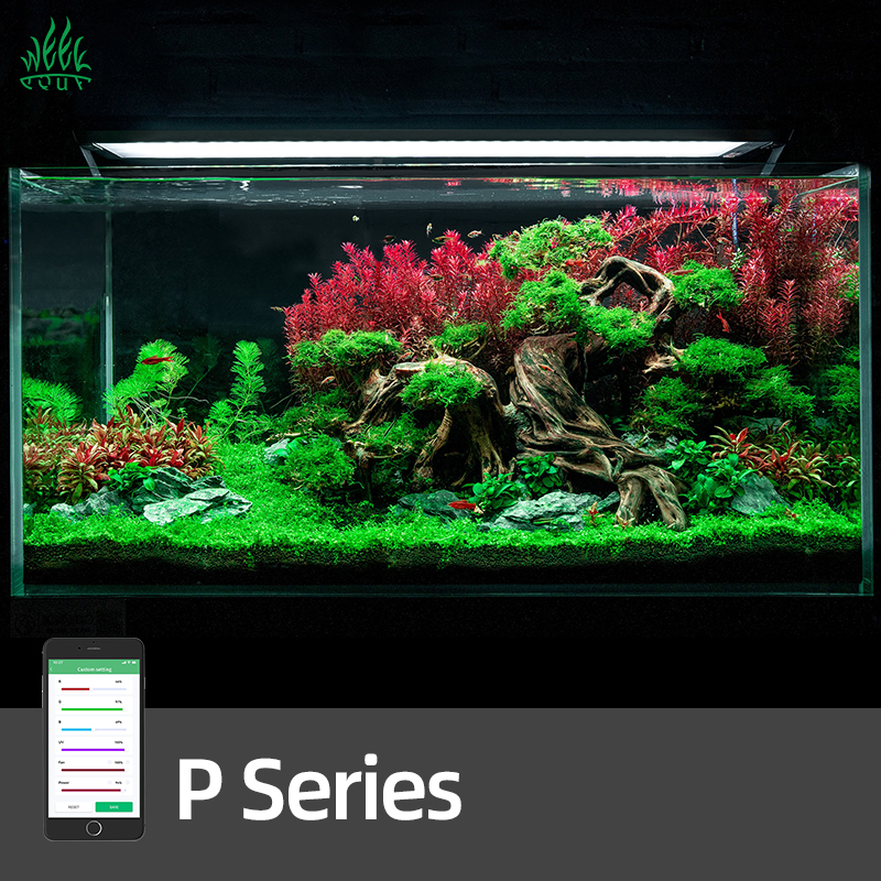 Planted Aquarium Aquascape - WEEK AQUA Pandora P Series Aqua