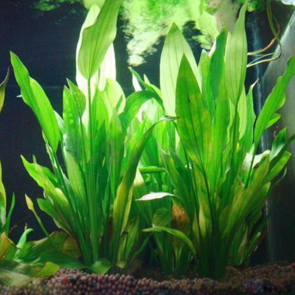 Aquarium Plant Design - 15CM/10CM Underwater Artificial Aquatic Plant Ornaments