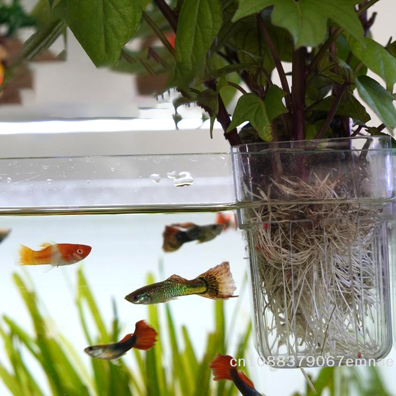 Wall-Mounted Transparent Hydro - Aquarium Planted Tank Setup 评论和价格