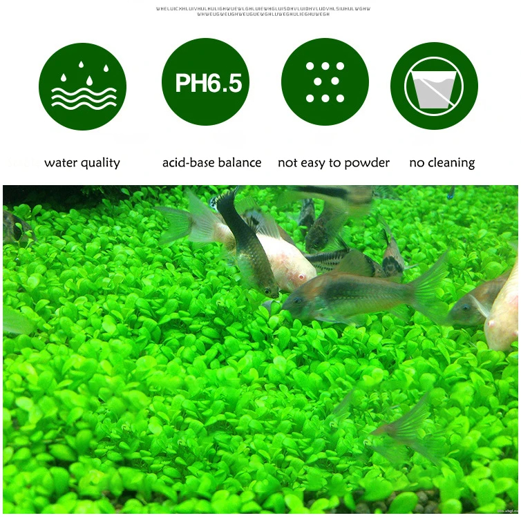 Fish Tank Water Grass Mud Plan - Aquarium Plant Seeds 评论和价格