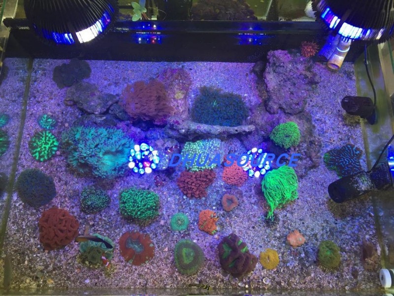 Full specturm LED Aquarium Ree - Aquarium Plant Ornament 评论和价格