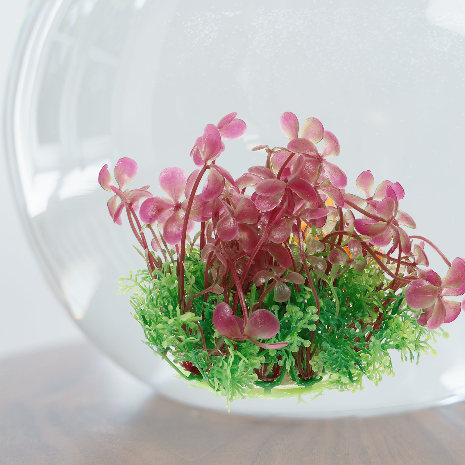 4 Leaf Clover Aquarium Decorat - Aquarium Planted Tank Setup 评论和价格