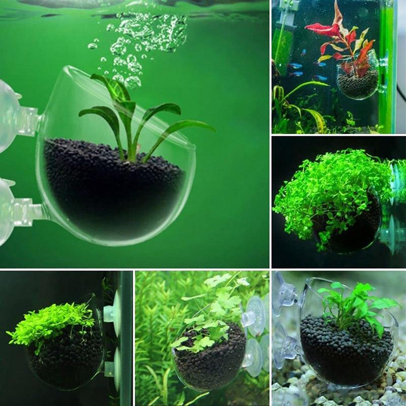 Acrylic Aquatic Plant Cup Aqua - Aquarium Plant Seeds 评论和价格