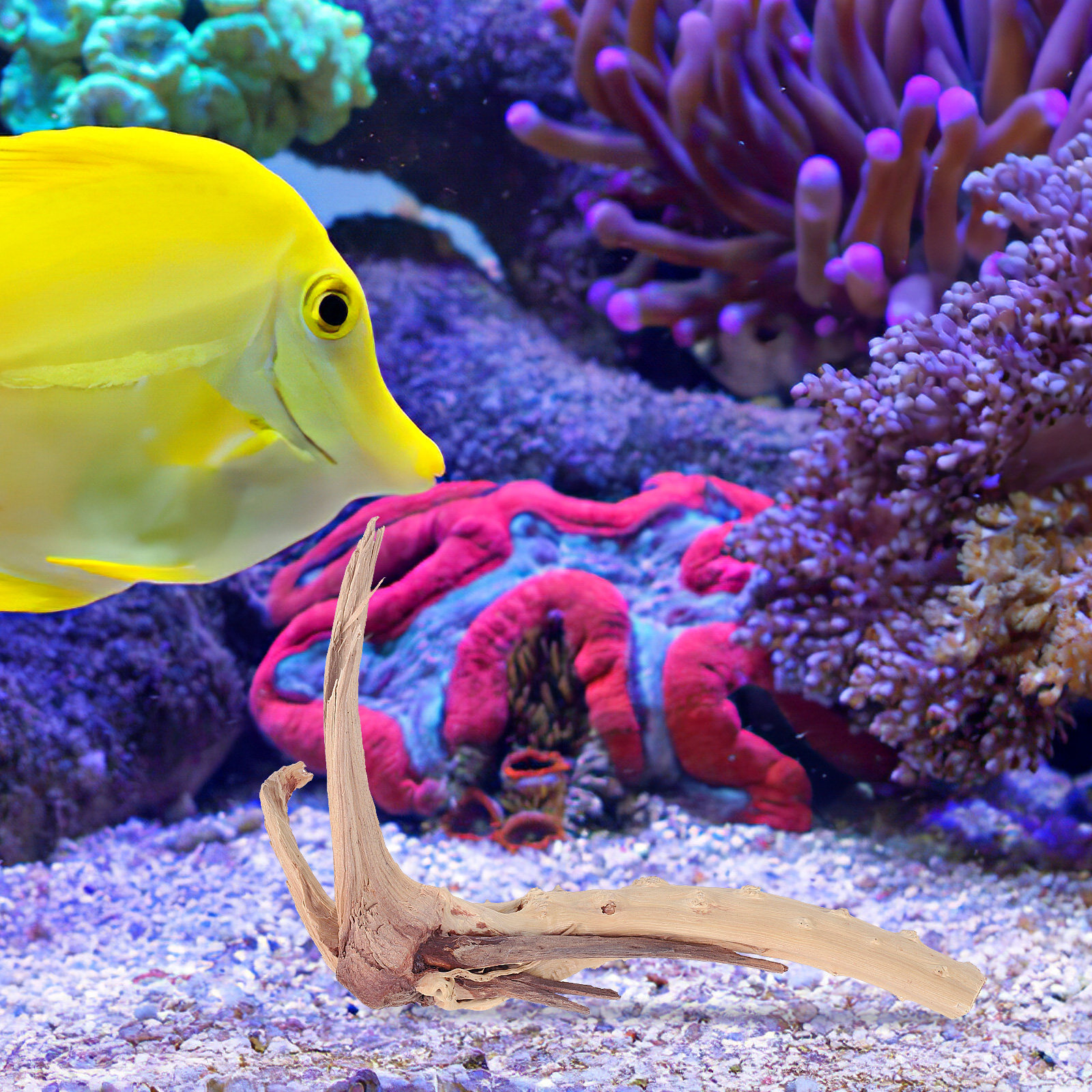 Natural Driftwood Aquarium Dec - Planted Aquarium Ph 评论和价格