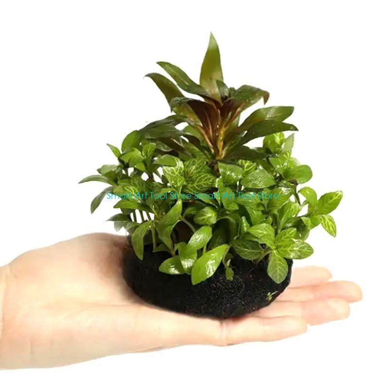 E1PB Nutrient Rich Resin Subst - Aquarium Plant Growth 评论和价格
