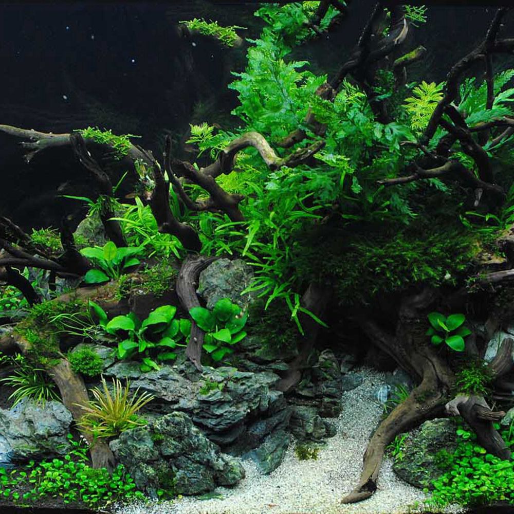 1 Pcs Wood Reptile Fish Tank O - Aquarium Plant Design 评论和价格