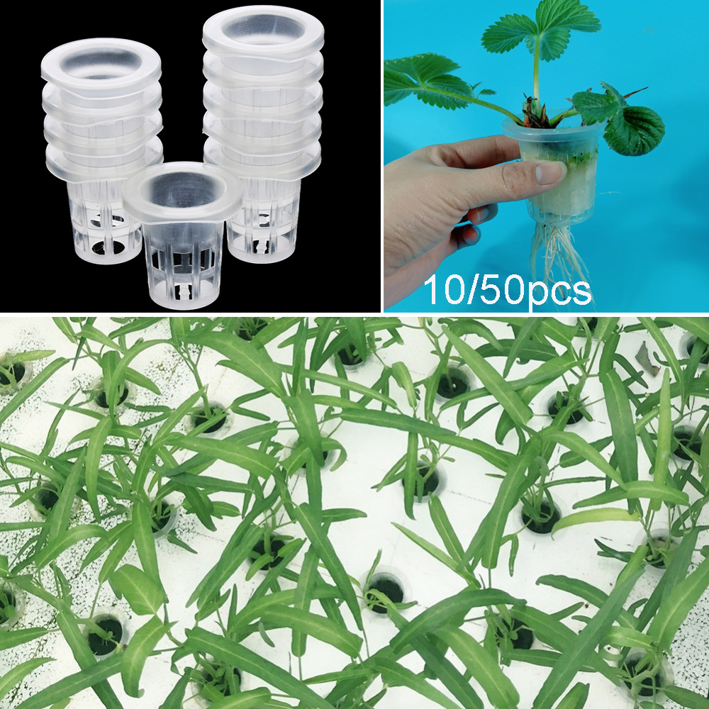 10/50pcs Garden Supplies Aquar - Aquarium Plant Seeds 评论和价格