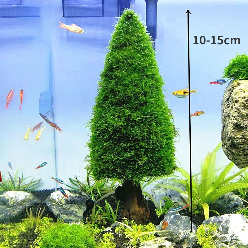 Aquarium Decoration Aquatic Pl - Aquarium Plant Seeds 评论和价格
