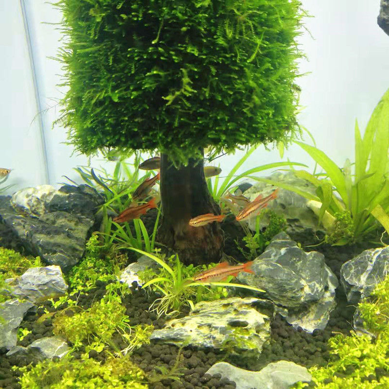 Aquarium Decoration Aquatic Pl - Aquarium Plant Seeds 评论和价格