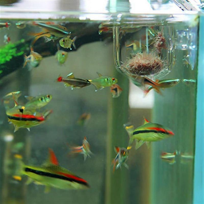 Fish Tank Decoration Accessory - Aquarium Plant Seeds 评论和价格