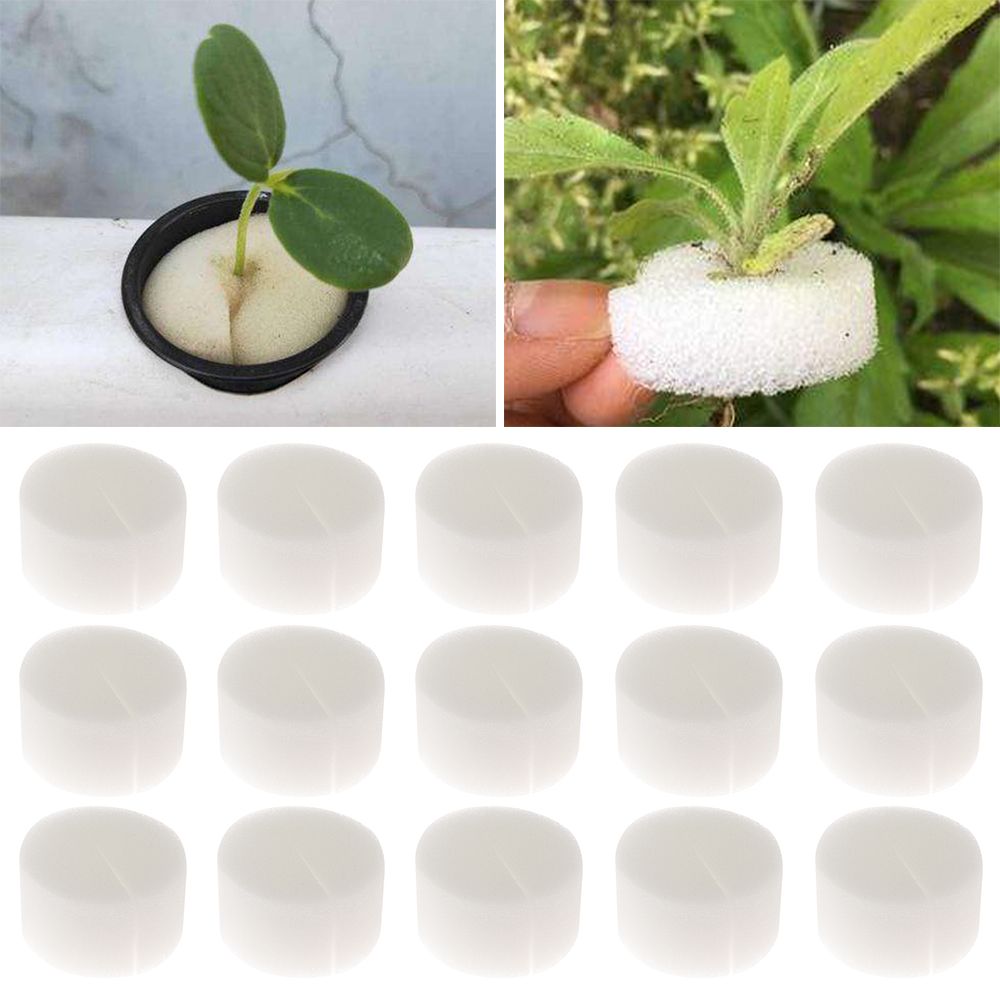 10/50pcs Durable Planting Aqua - Aquarium Plant Seeds 评论和价格