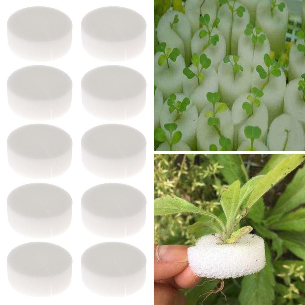 10/50pcs Durable Planting Aqua - Aquarium Plant Seeds 评论和价格
