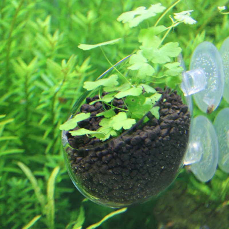 Aquarium Hanging Plant Pot Gla - Aquarium Plant Seeds 评论和价格