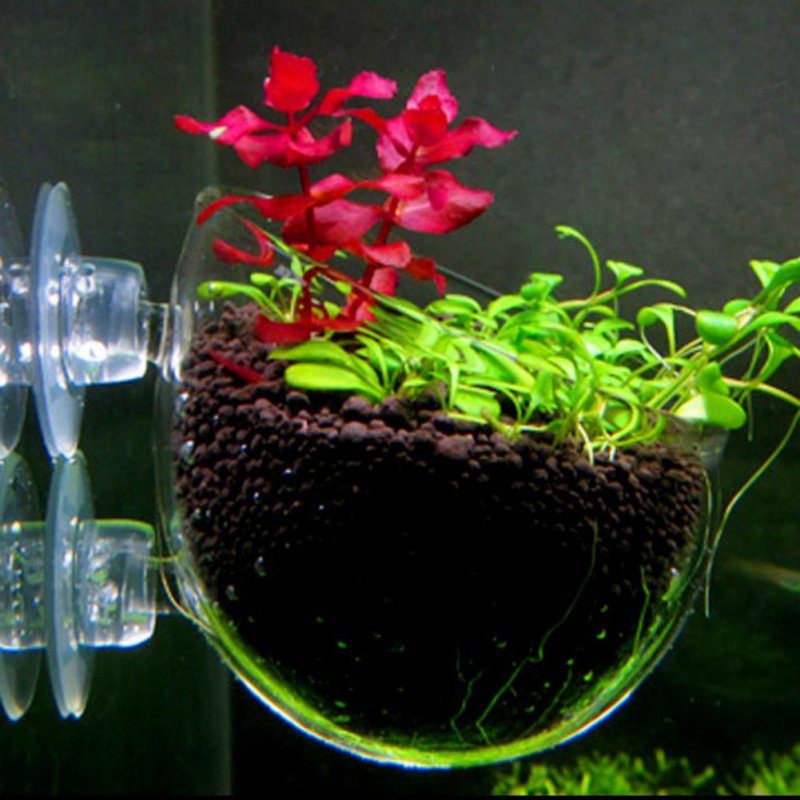 Aquarium Hanging Plant Pot Gla - Aquarium Plant Seeds 评论和价格