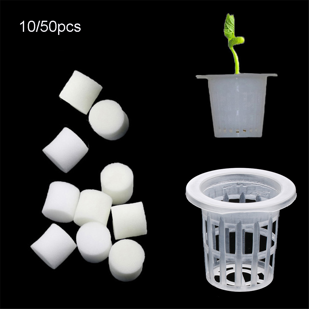 10/50pcs Durable Planting Aqua - Aquarium Plant Seeds 评论和价格