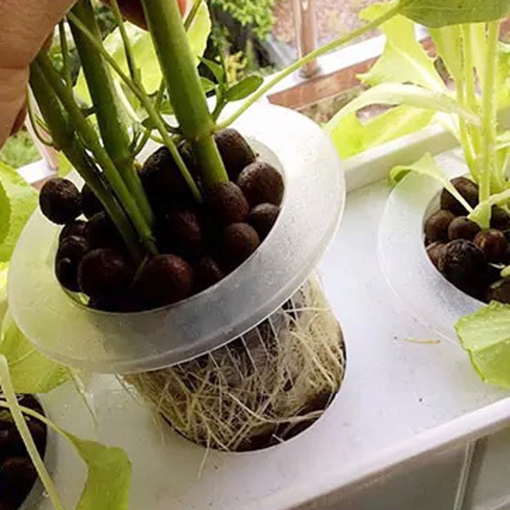 10/50pcs Durable Planting Aqua - Aquarium Plant Seeds 评论和价格