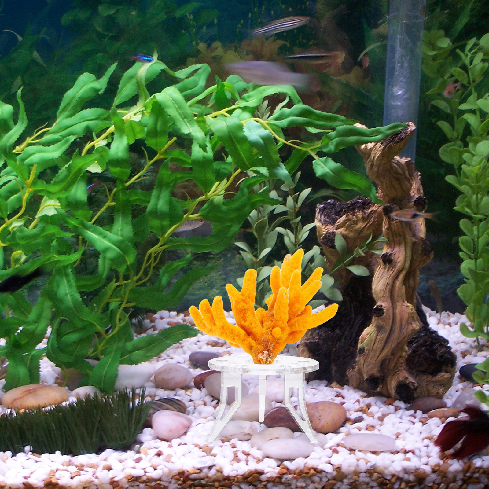 1Pcs Coral Base Stylish Strong - Aquarium Planted Tank Setup 评论和价格